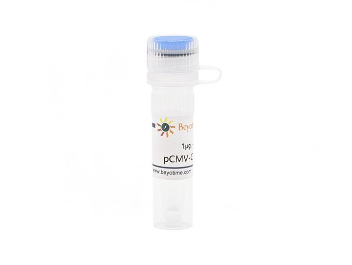 pCMV-C-HA